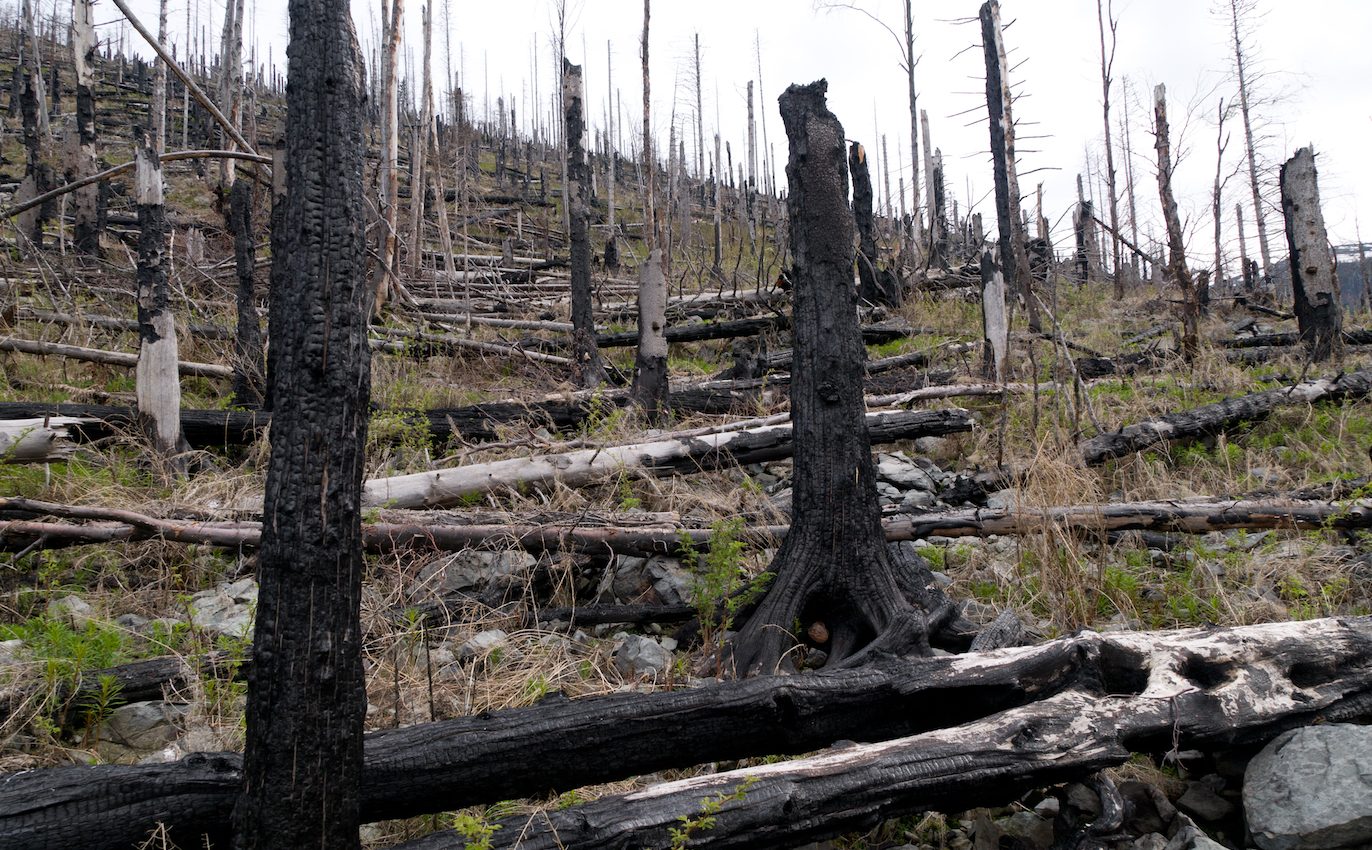 Climate change makes temperate forests more vulnerable to fire