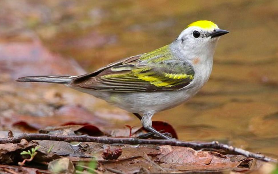 Rare hybrid bird of three different species seen in Pennsylvania