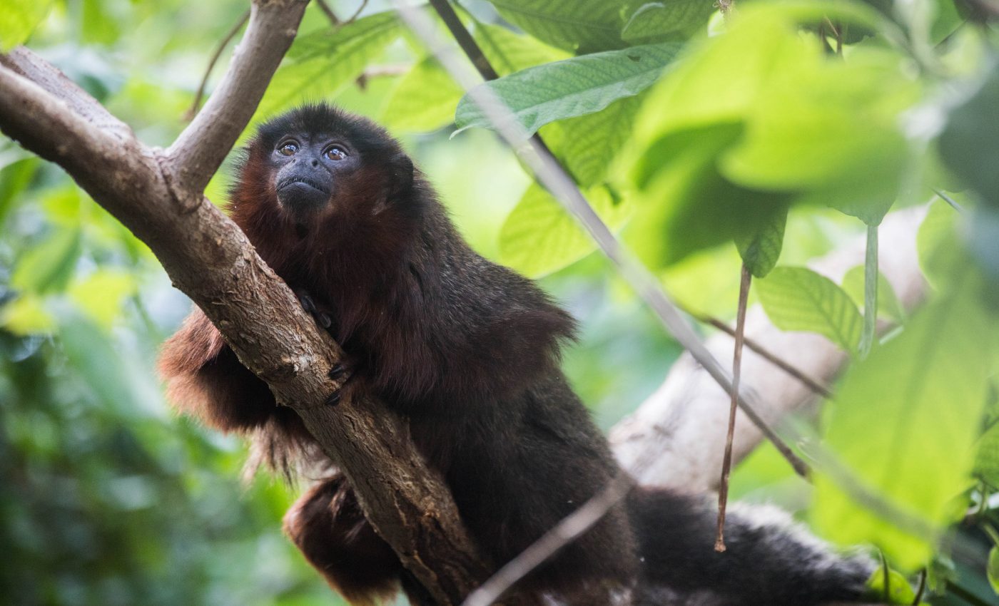 New DNA analysis outlines the history of mysterious monkey