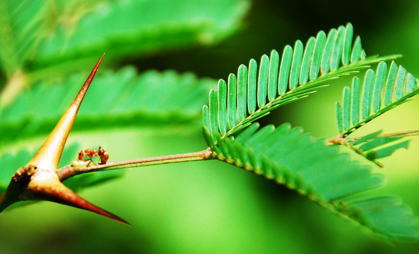 How ants and plants developed a mutually beneficial partnership