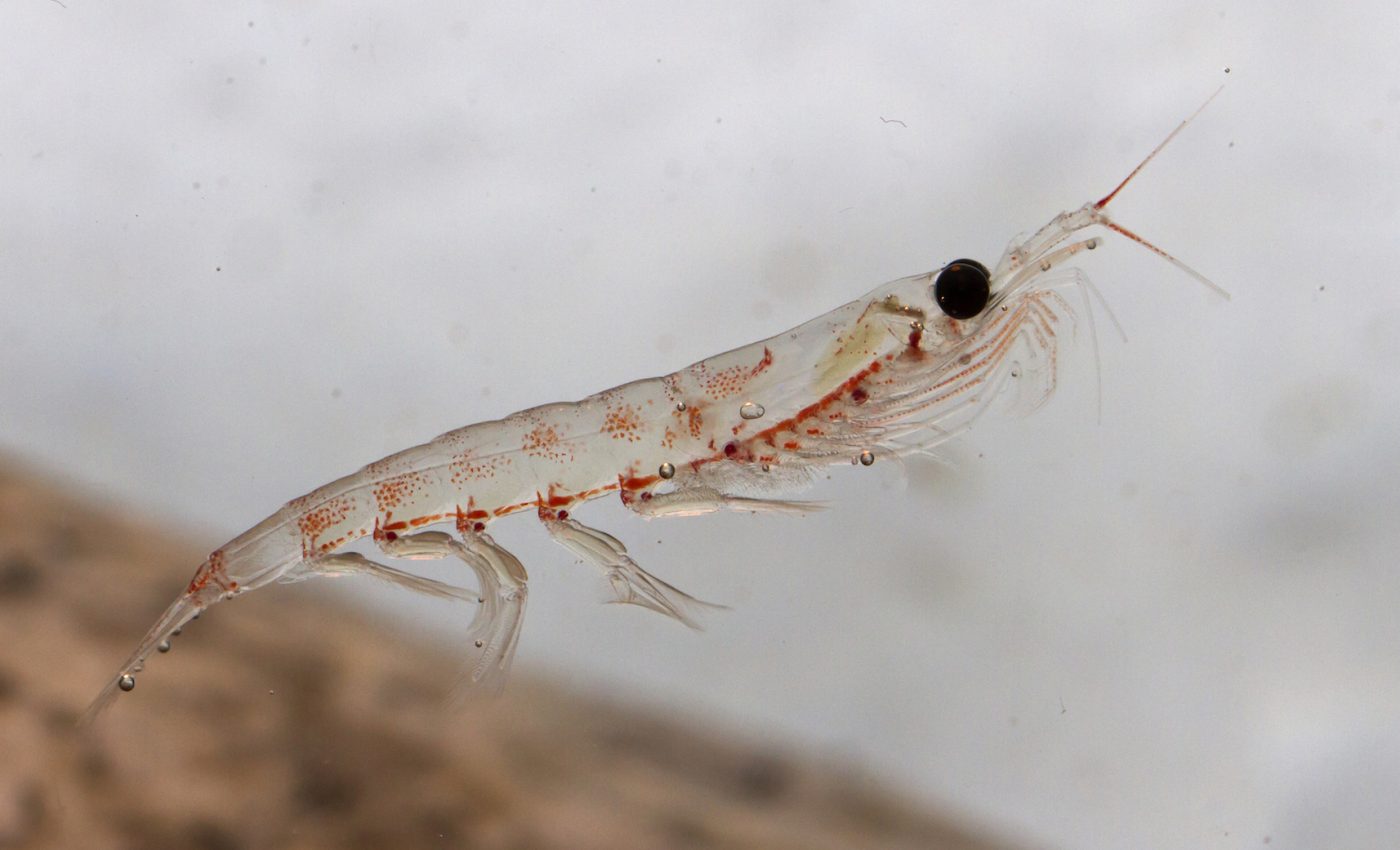 Antarctic krill are surprisingly resilient to ocean acidification