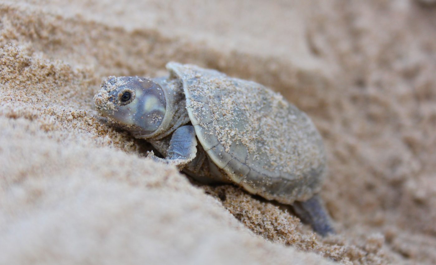 Local grassroots protection effort has helped Amazon turtles thrive