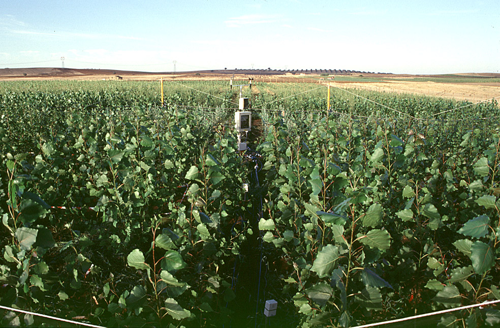 How will global crop yields be affected by increased CO2 levels?