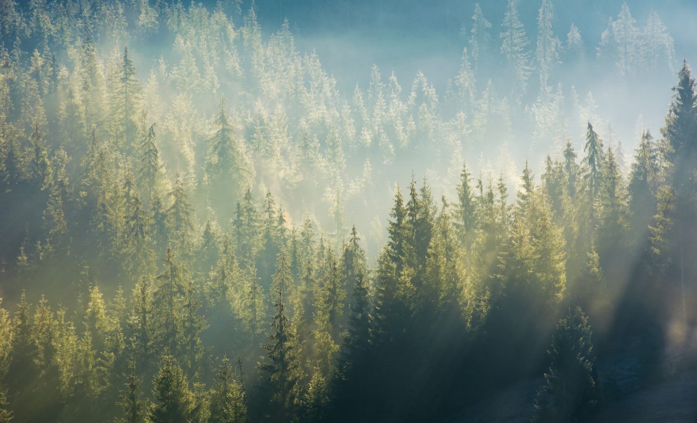 Which natural climate change solutions make the biggest difference?