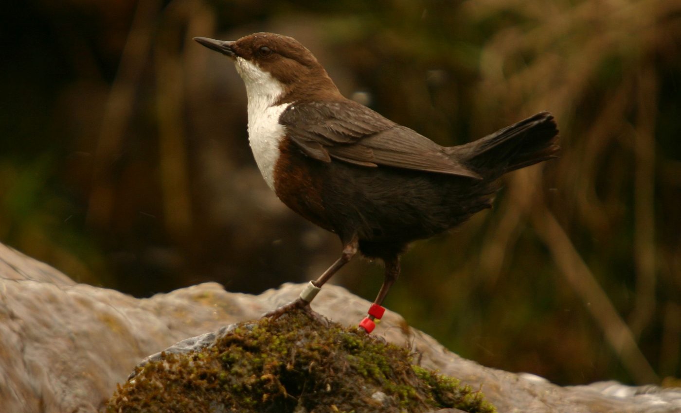 Stressful early years hinder a songbird’s ability to sing