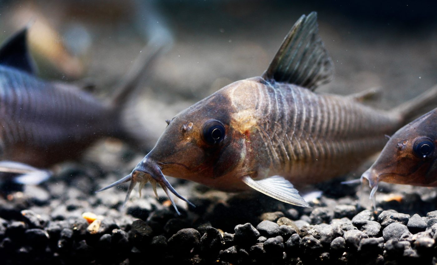 Why do electric fish have such unusually large brains?