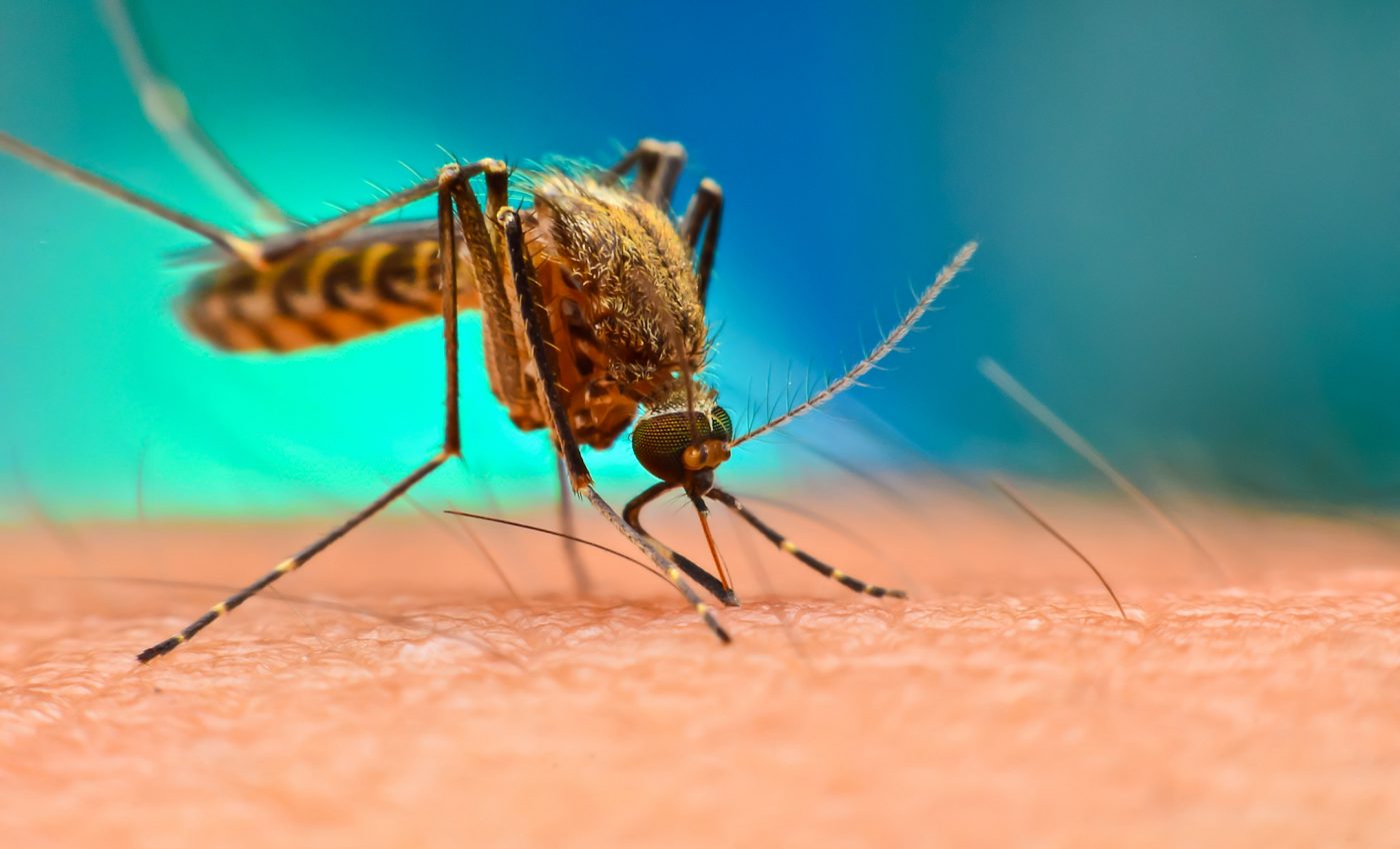 New mosquito DNA map could help get deadly diseases under control