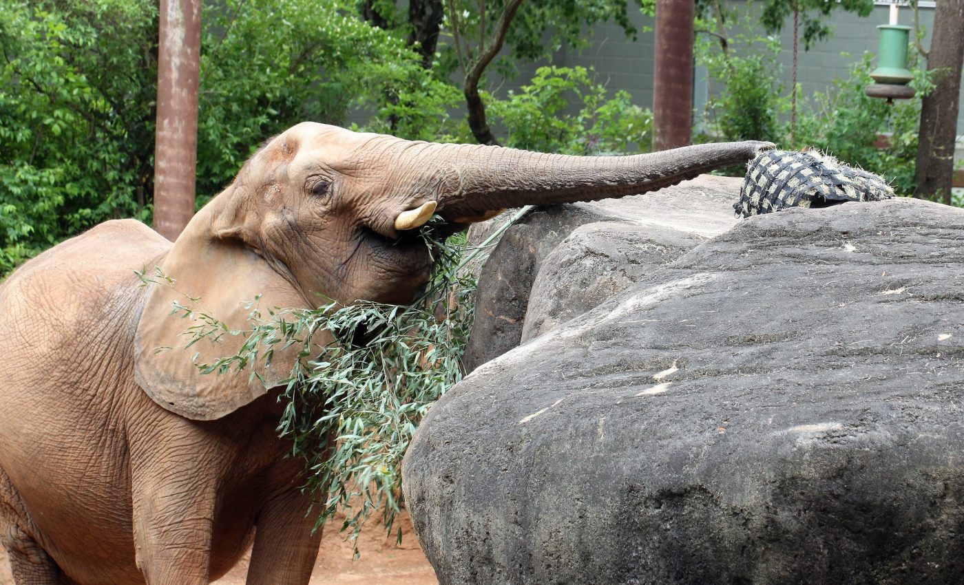 Scientists create electronic nose to be used as a chemical sensor