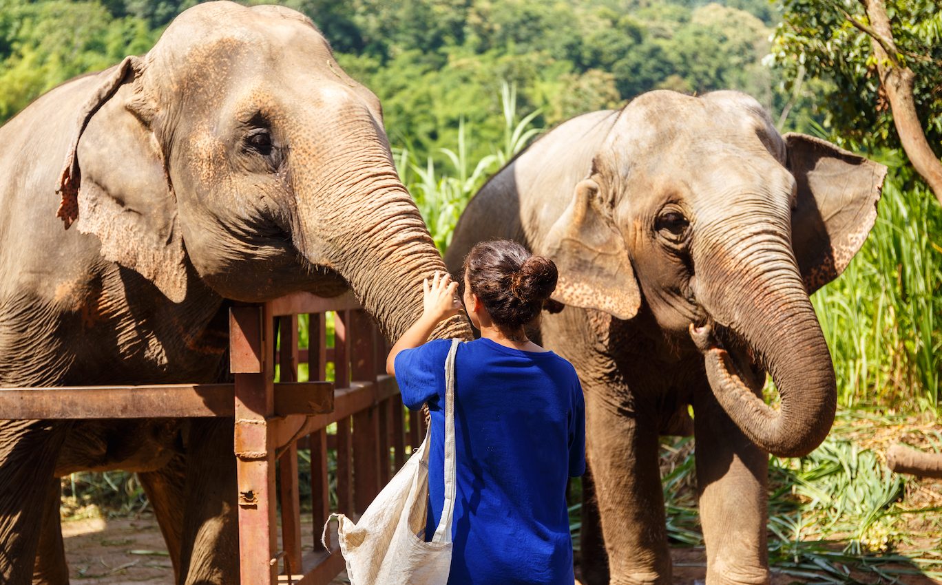 Elephant sanctuary attractions may not be as ethical as they seem