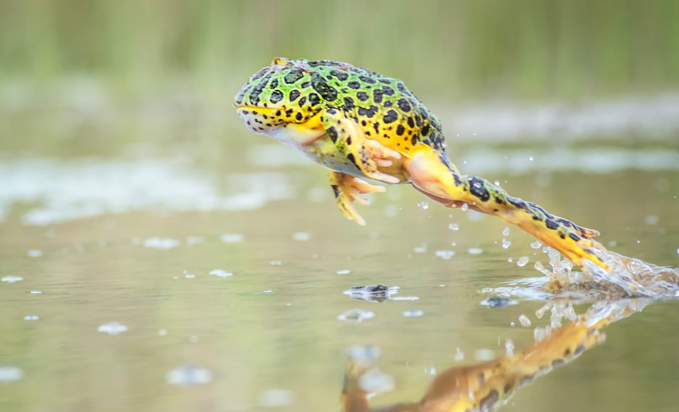 New robotic system mimics how frogs jump out of water