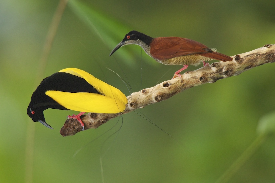 Female preferences drive the mating routines for birds of paradise