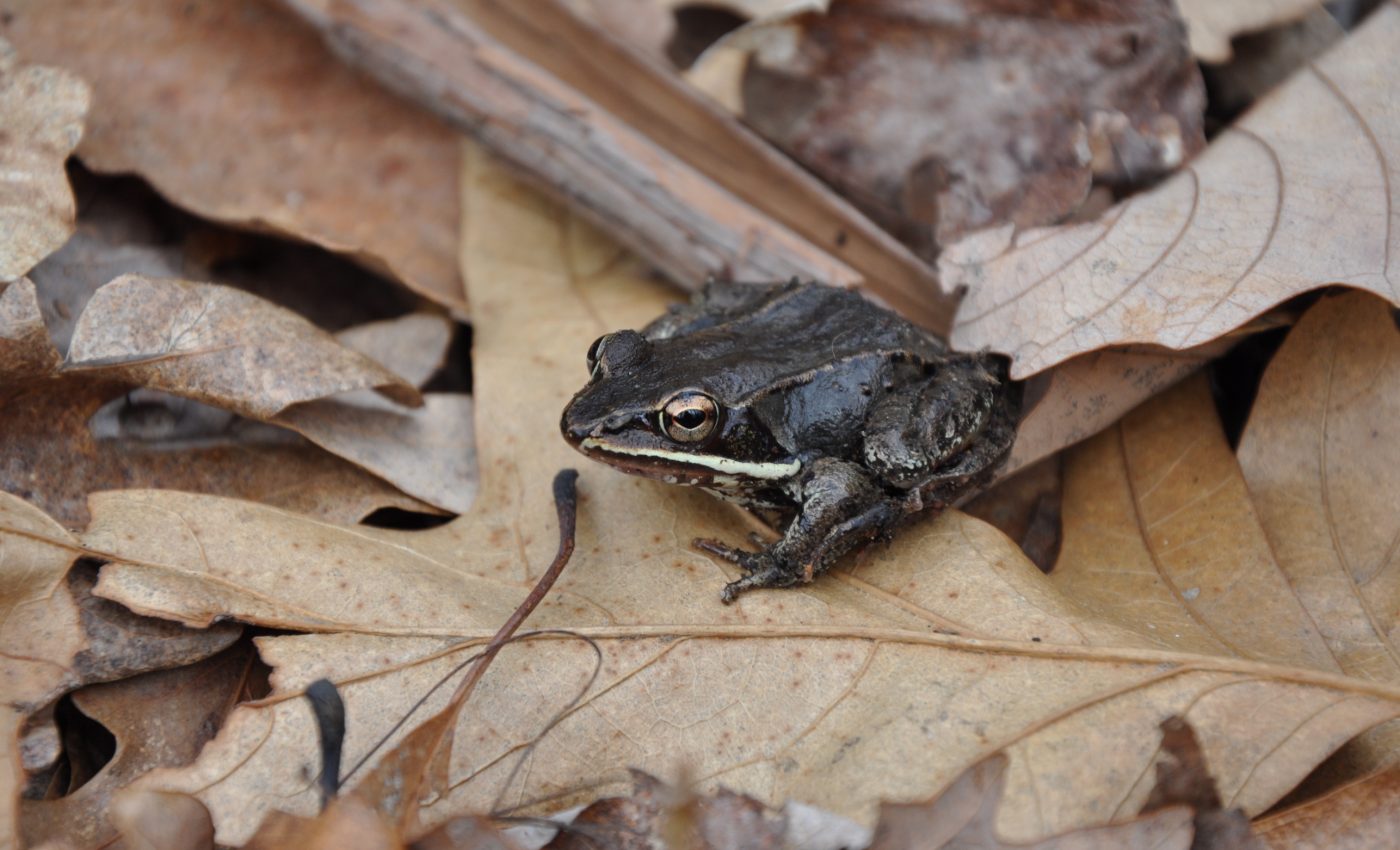 Traffic noises hurt the immune systems of frogs who aren’t adapted