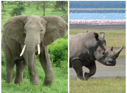 Humans did not cause the extinction of prehistoric African animals