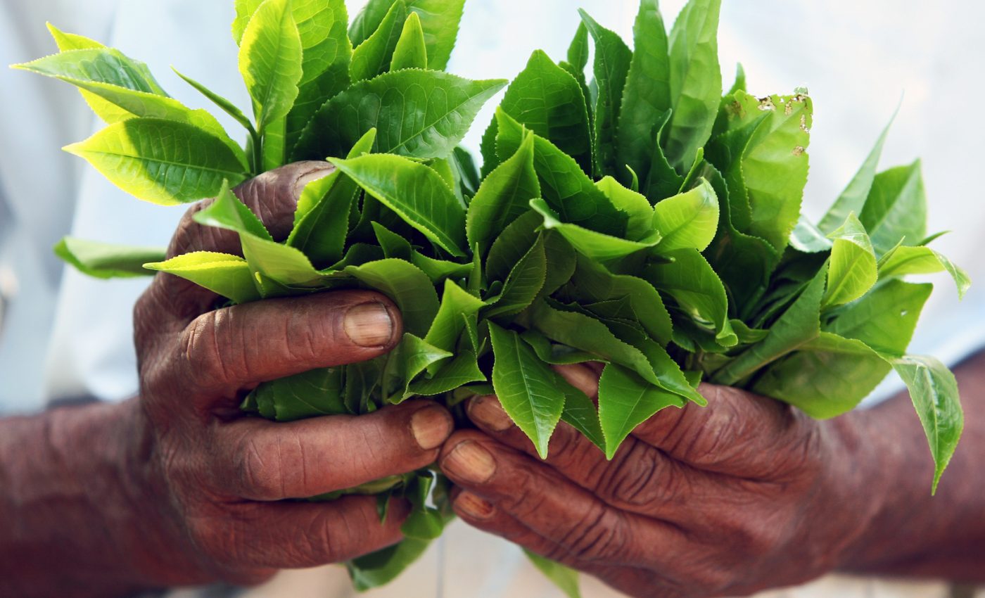 Despite their size, smallholder farms have a huge global impact