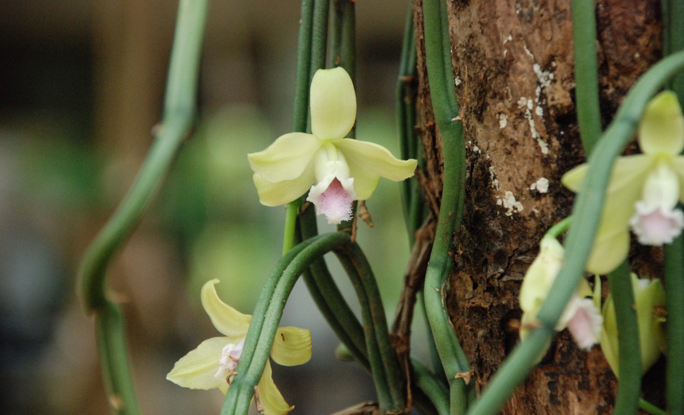 Human were using vanilla 3,600 years ago, new fossils reveal