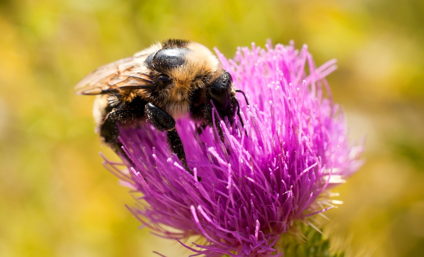 Exposure to pesticides makes bees less productive and efficient