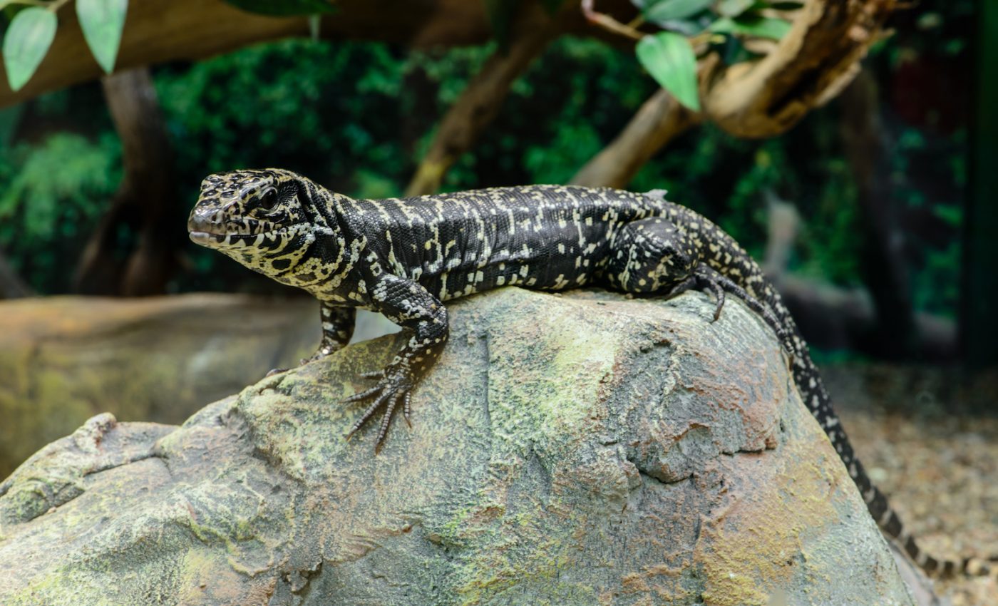 What makes tegu lizards adapt so well to non-native habitats?