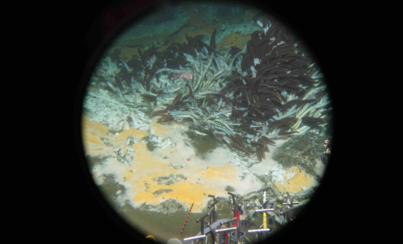 Newly discovered deep-sea microbes feed on greenhouse gasses