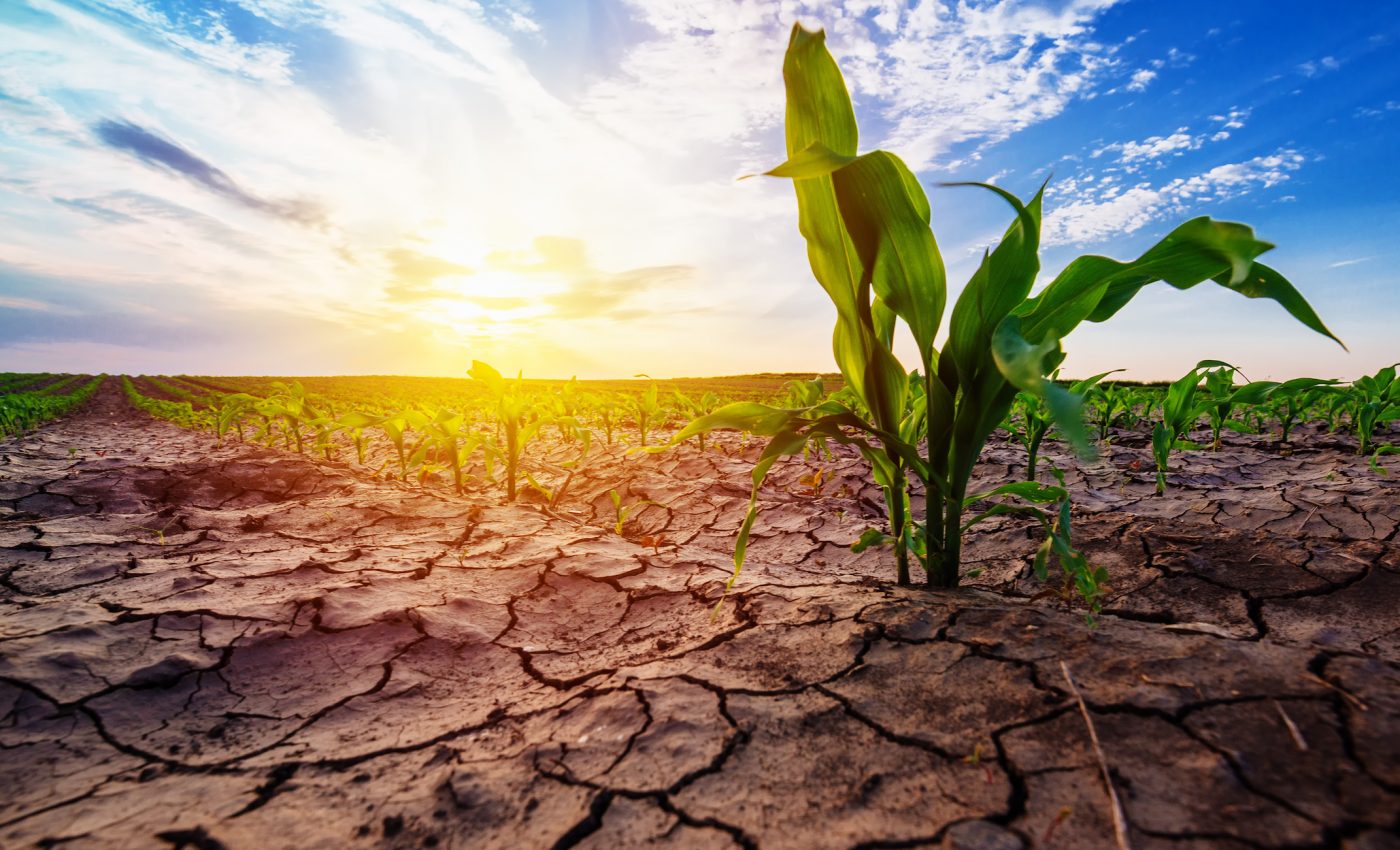 Simultaneous hot and dry conditions are becoming more common