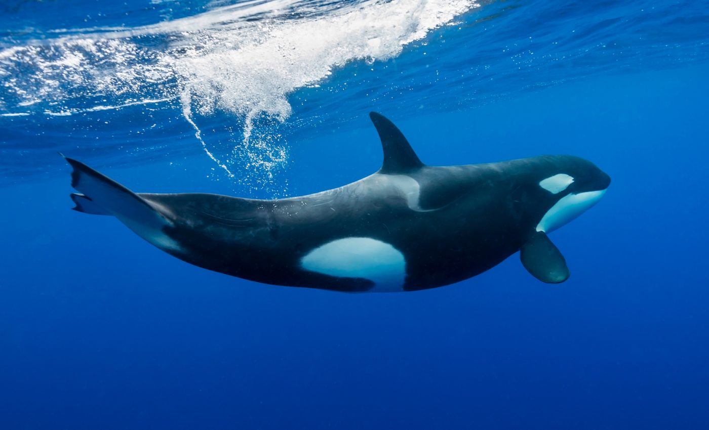 A tale of tails: Vestigial organs as evolutionary footprints