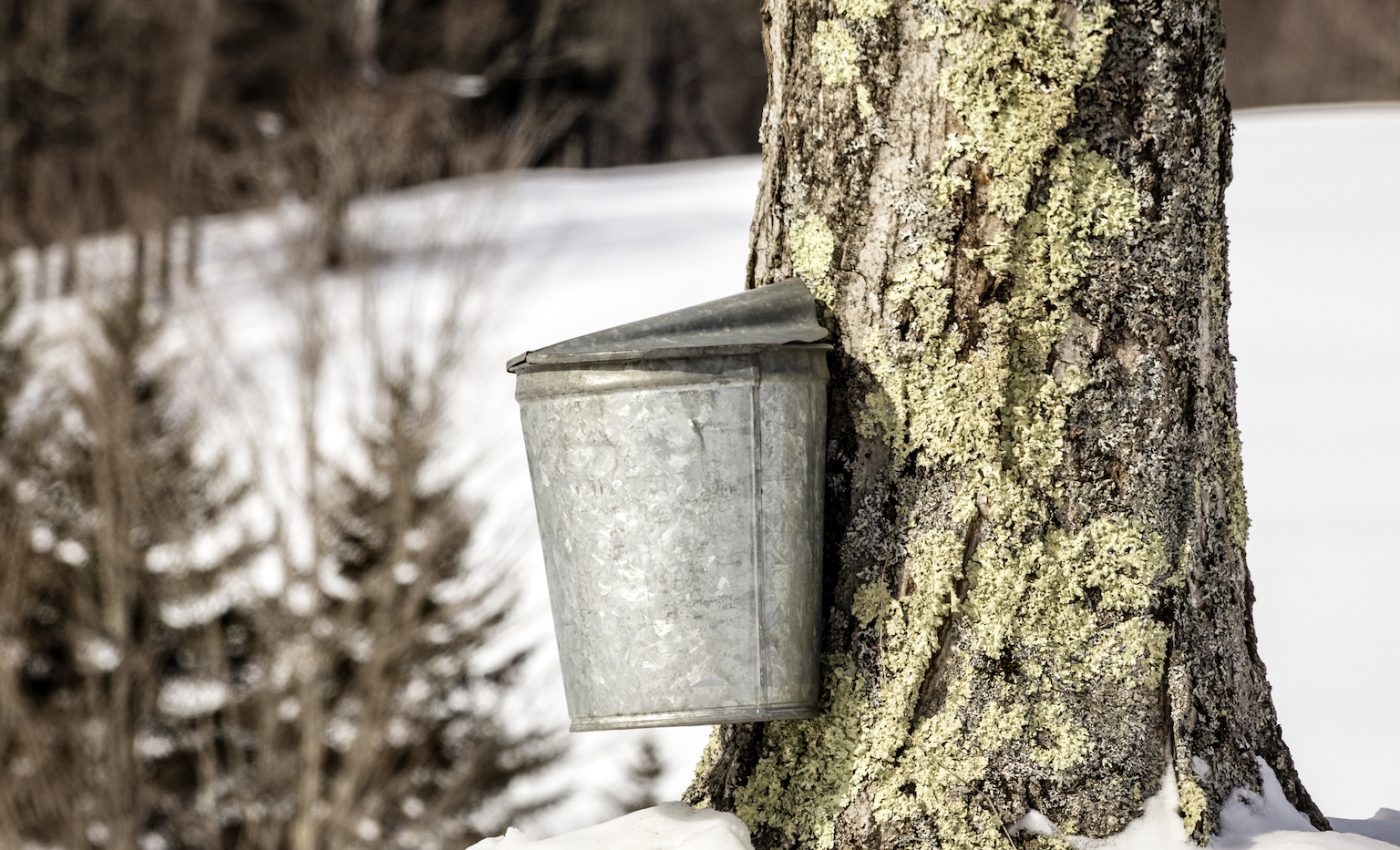 Lighter snowpack can hinder tree growth, limit carbon storage
