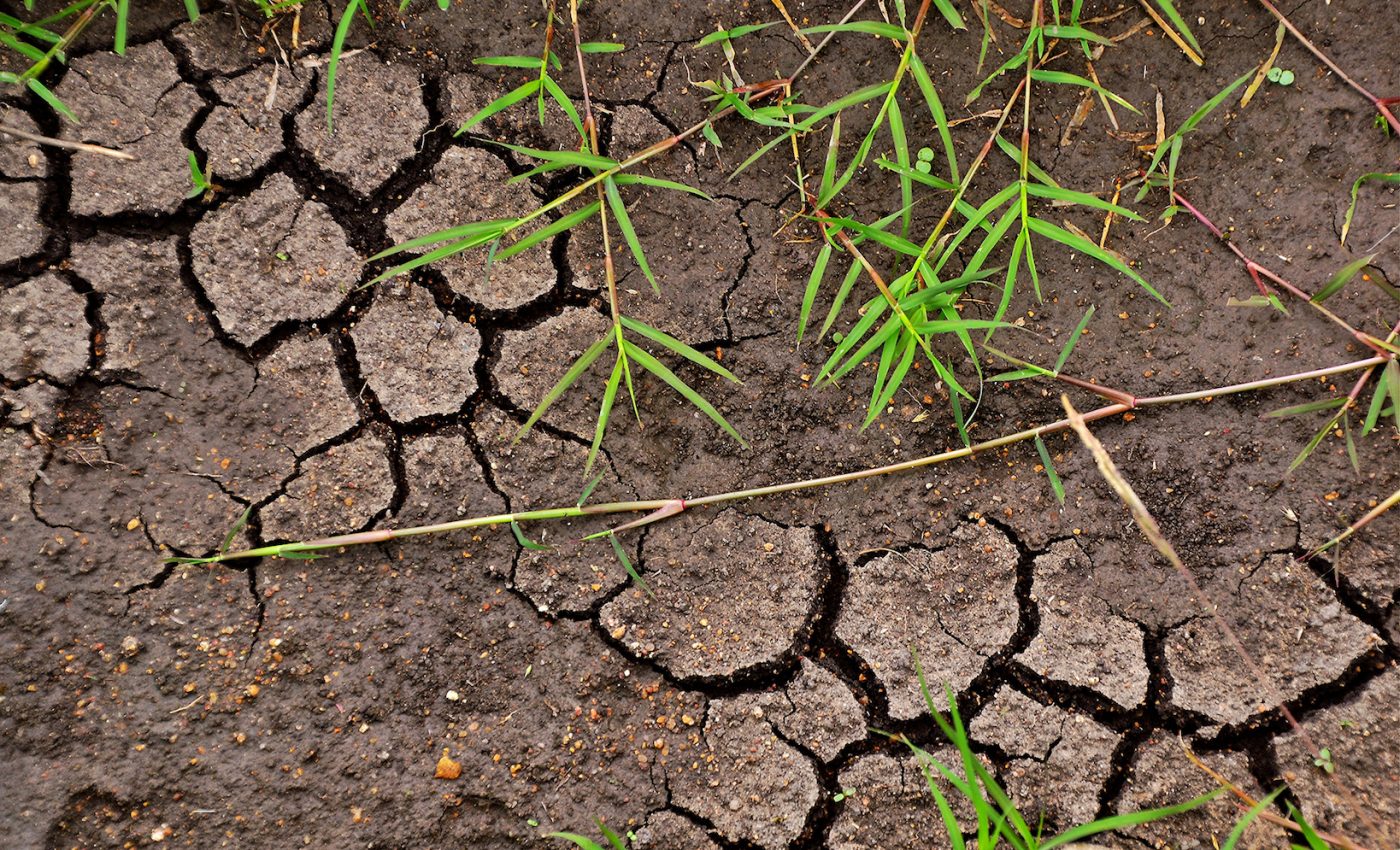 Increasing soil carbon storage can help combat climate change