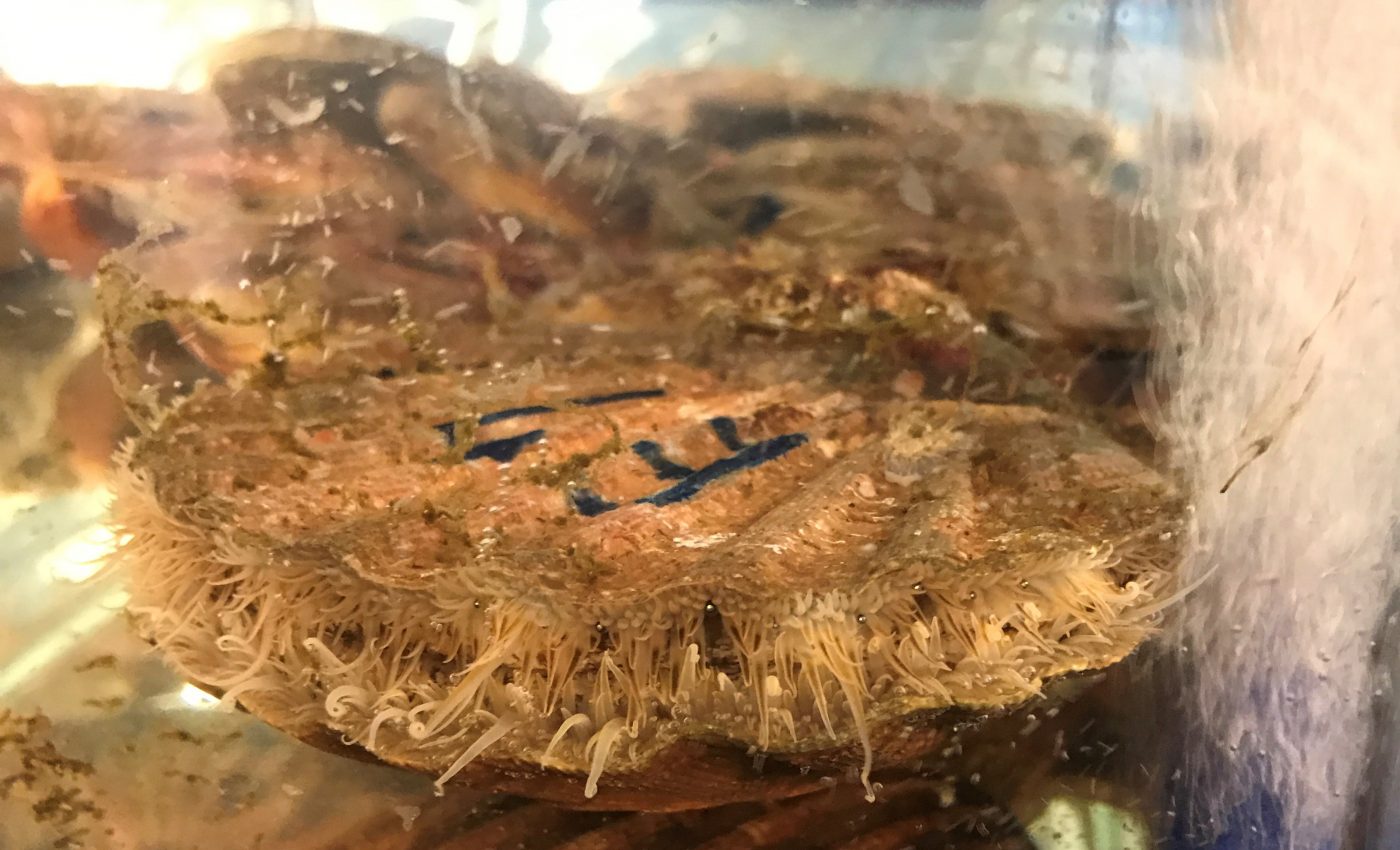 Ocean animals can absorb billions of plastic particles in just hours