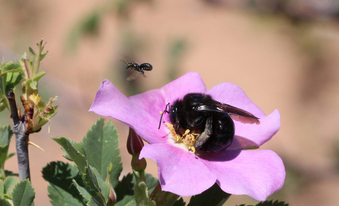 Some bee species will vanish as Grand-Staircase Escalante shrinks