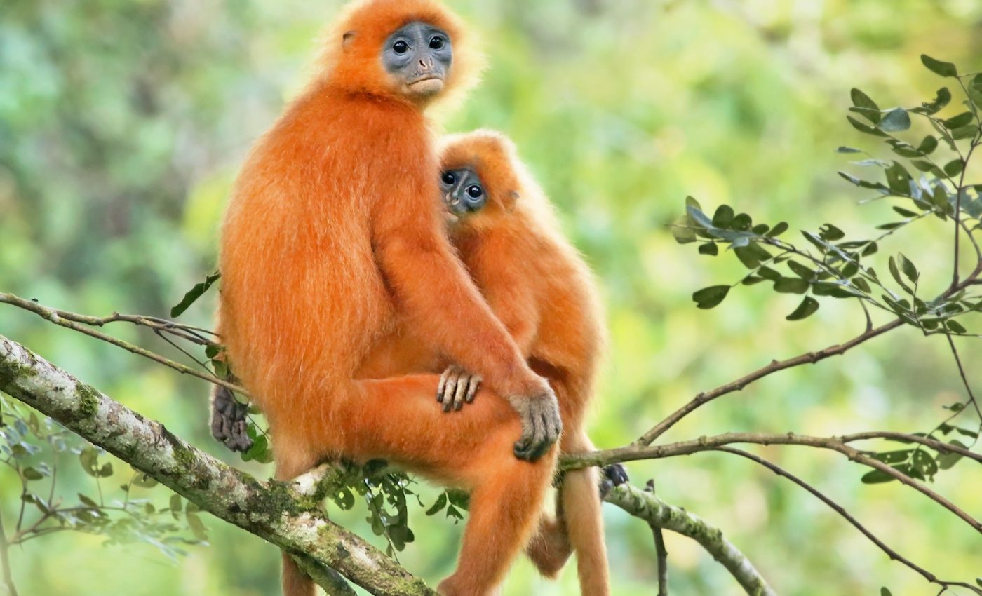 With human interference, local species are replaced by common ones