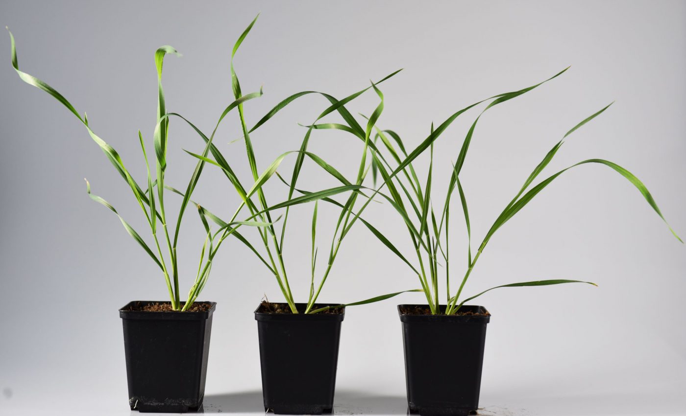 Wheat plants can switch chemical defenses to guard against pests