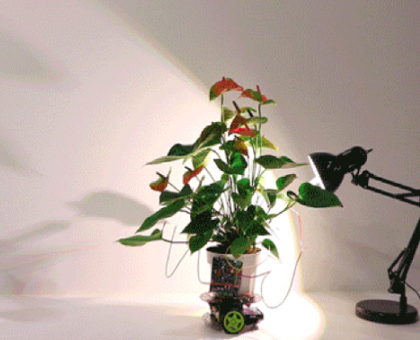 New houseplant can guide itself toward sunlight when necessary