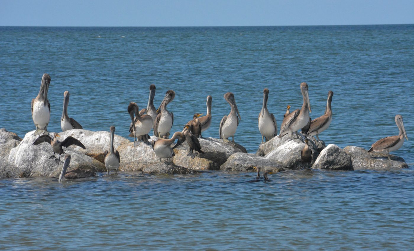 Seabird numbers drop 70 percent in the last 50 years, study confirms