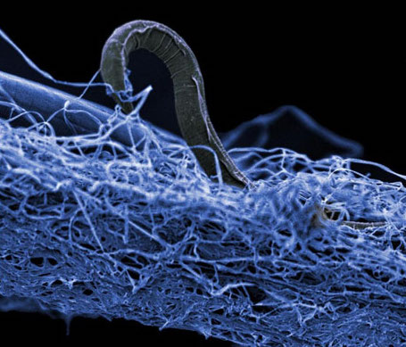 A massive amount of life exists deep down within Earth’s subsurface