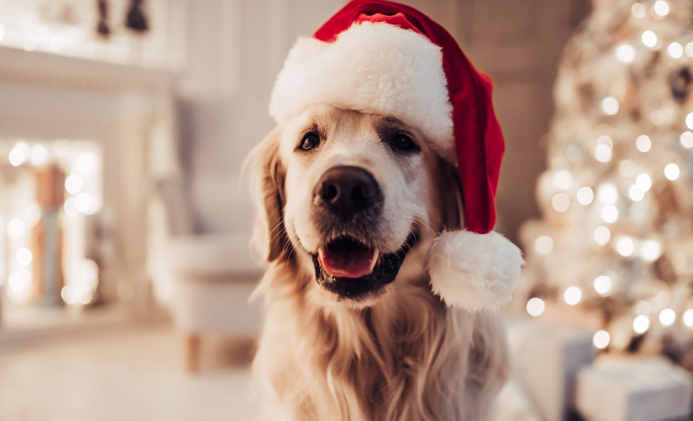 How to keep your pets safe during the holidays