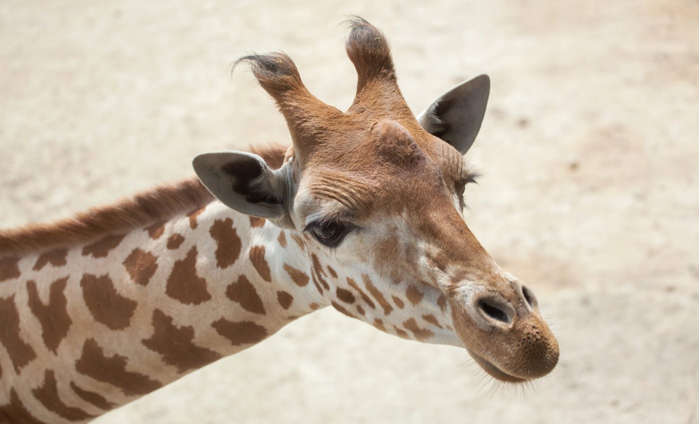 Two subspecies of giraffe found to be critically endangered