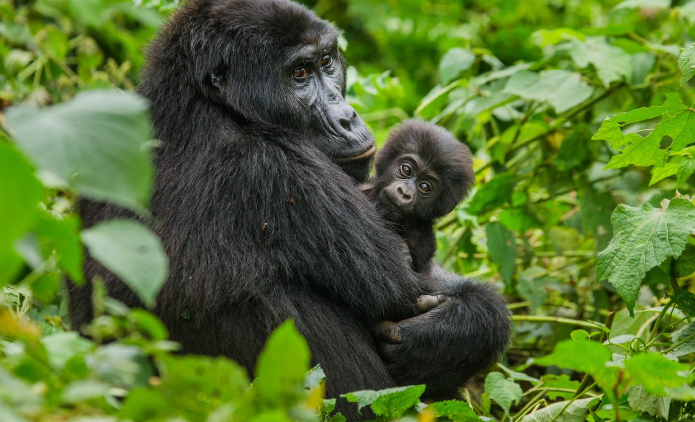 Mountain gorillas are no longer ‘critically’ endangered
