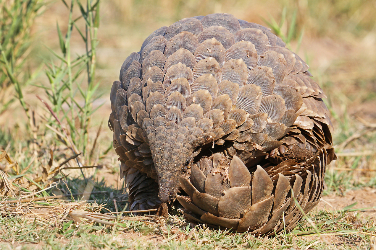 Malaysia burns 3 tons of seized pangolin scales to deter trafficking