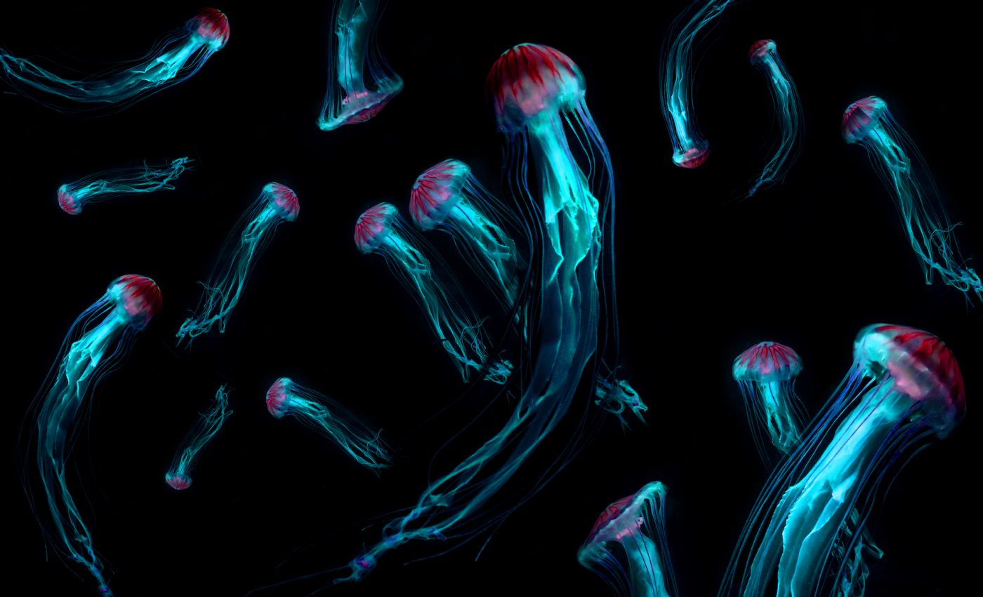 The first large complex organisms evolved in the deep ocean