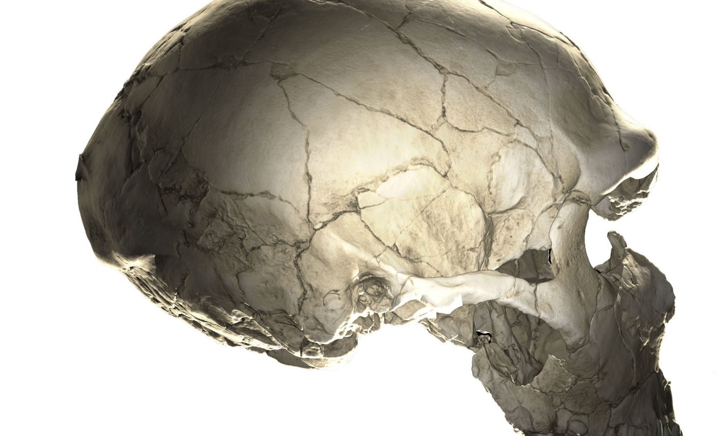 Modern humans with Neanderthal DNA have different head shapes