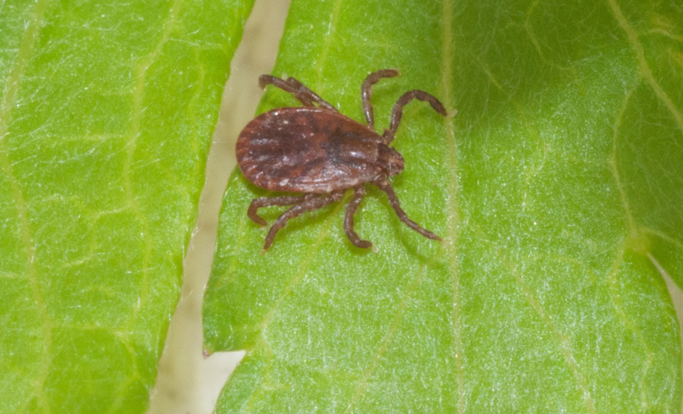 New invasive tick could spread across the eastern US