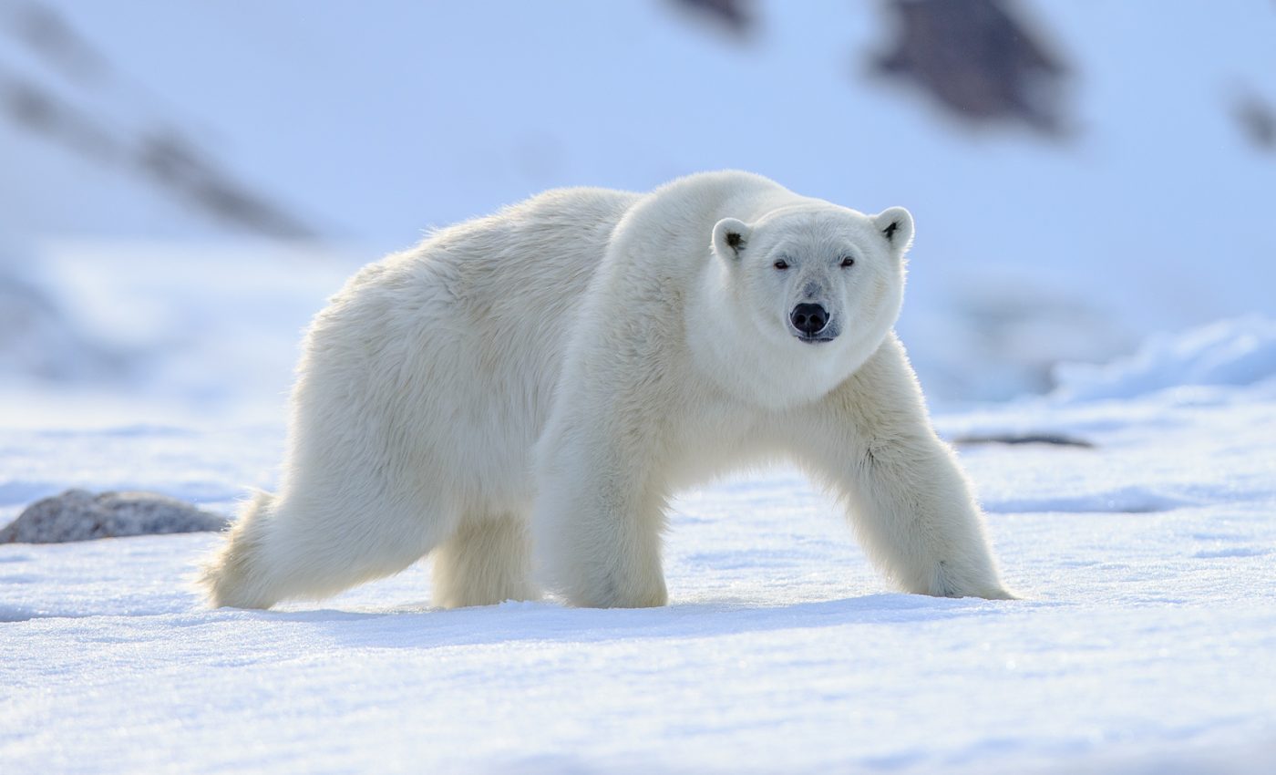 How did humans begin to classify and name all of life on Earth?