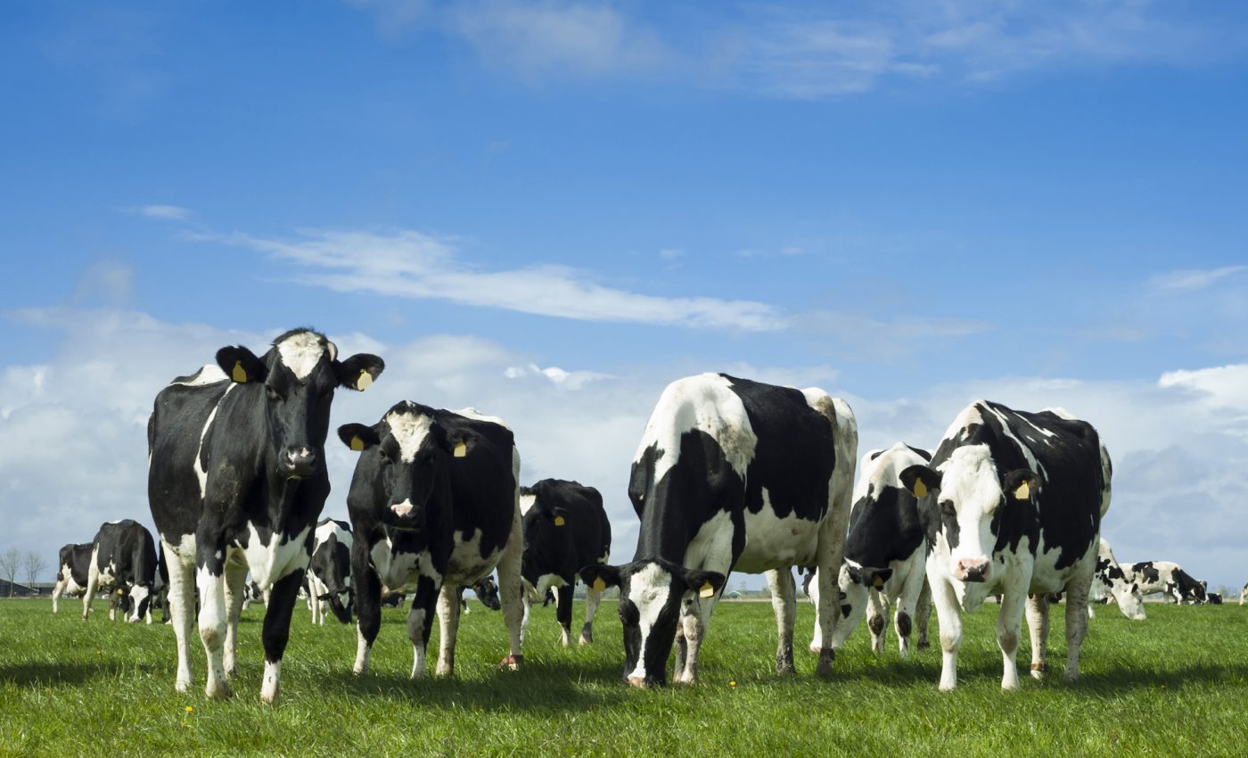 Agricultural sector could reduce non-CO2 emissions by 50 percent