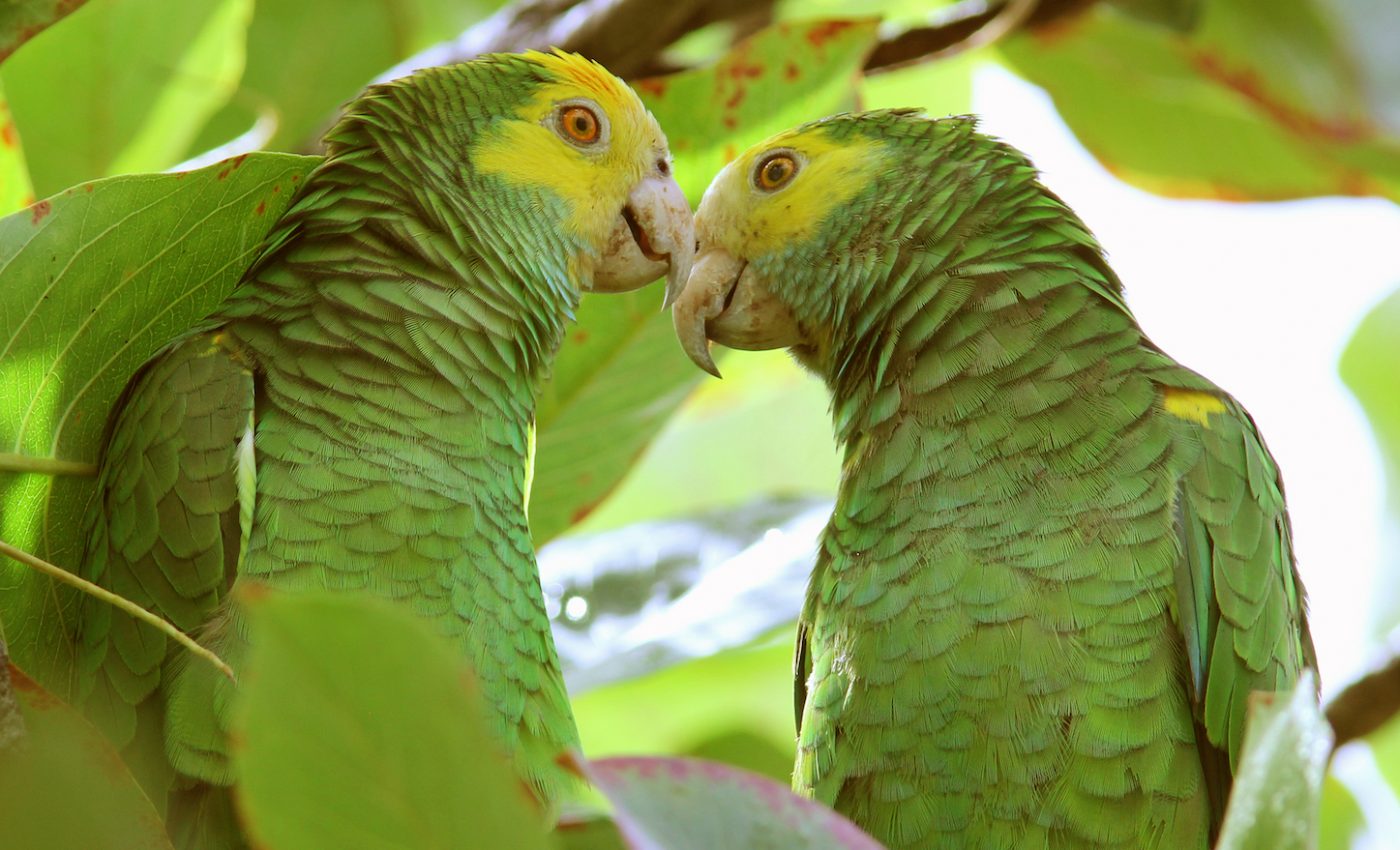 Behavior change campaigns found to be an effective conservation tool