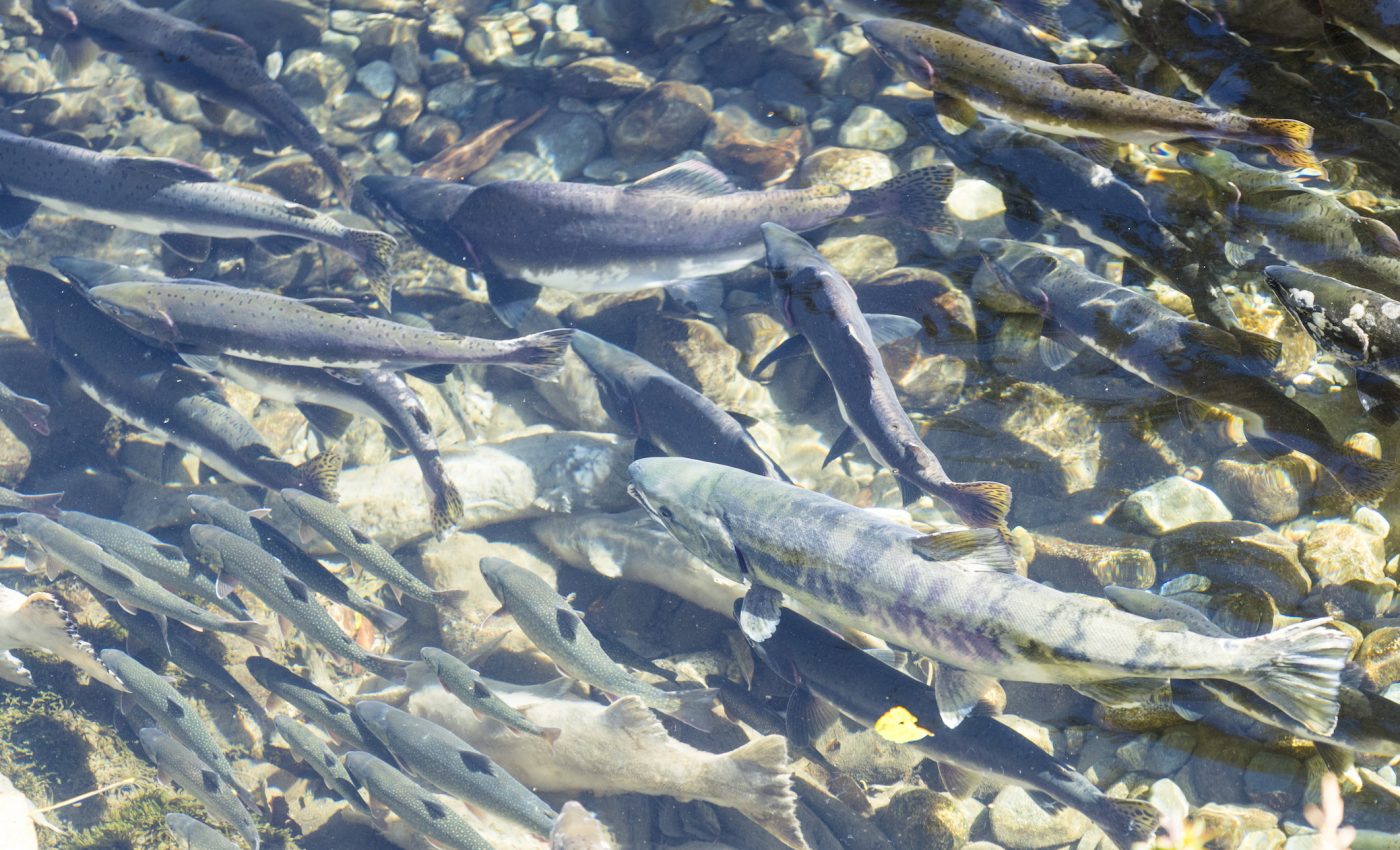 Salmon could lose their sense of smell due to ocean acidification