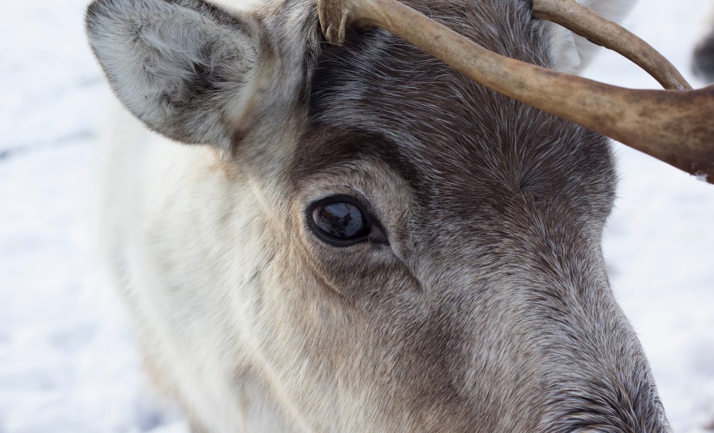How to spot a real reindeer from their close relatives