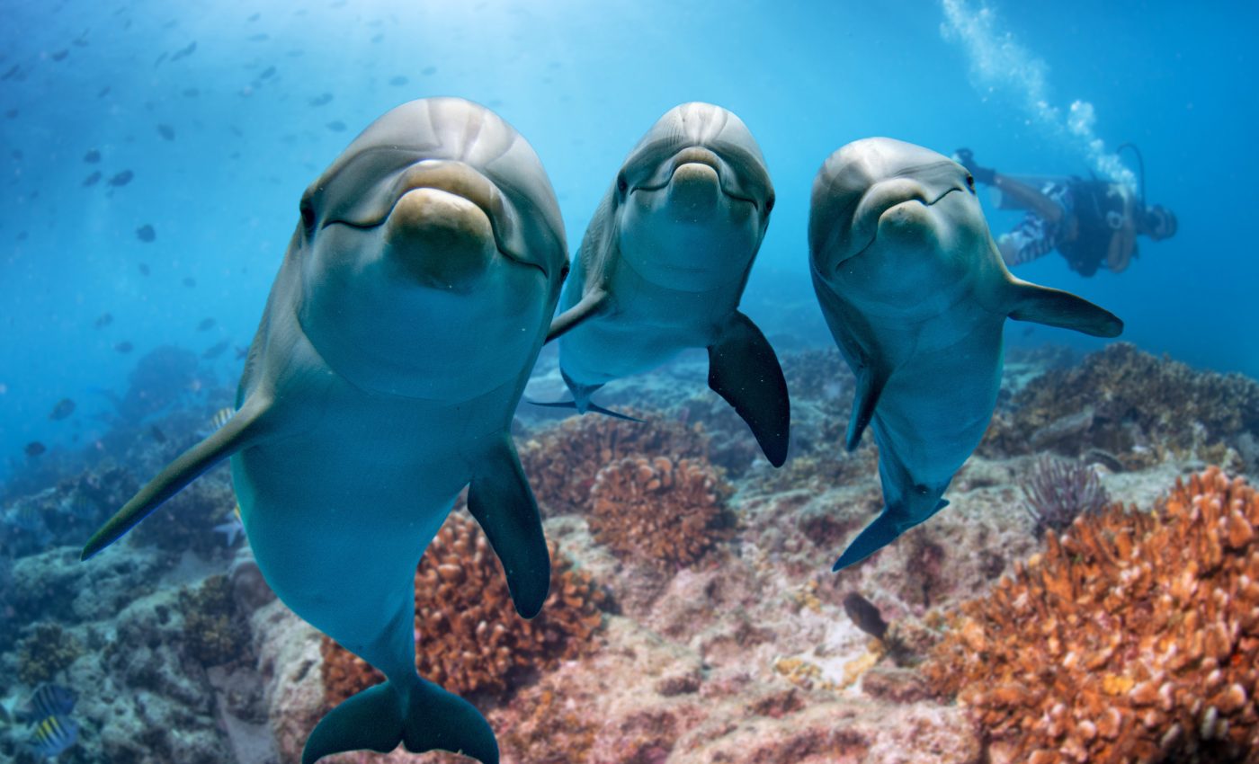 Even dolphins enjoy watching television