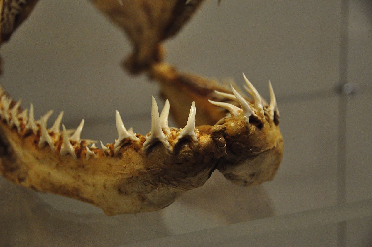 All the better to eat you with, my dear: The evolution of jaws