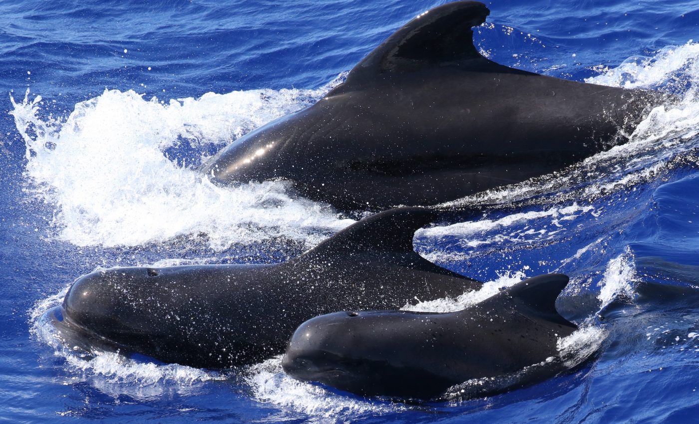 Groups of pilot whales have different dialects
