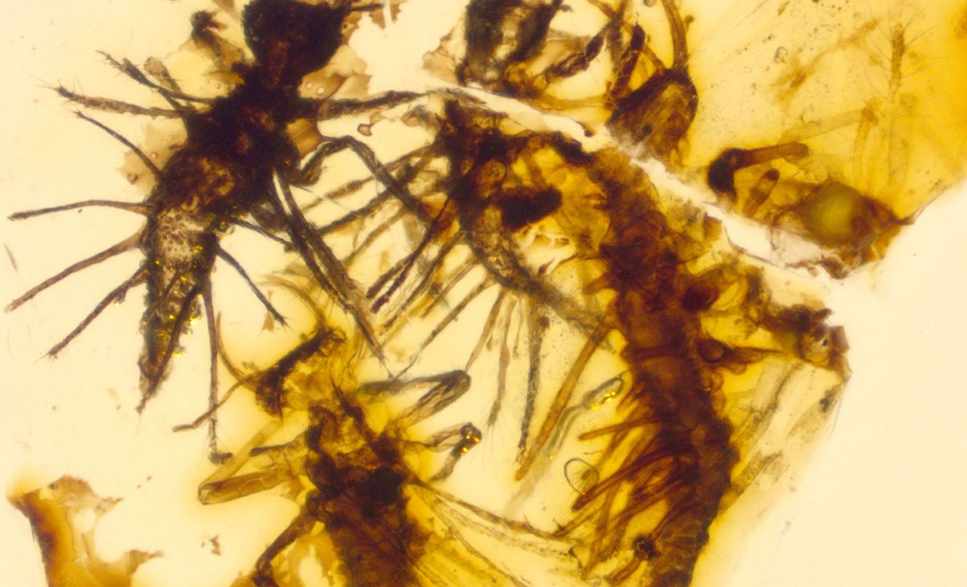 Insects trapped in ancient amber reveal how eggs hatch