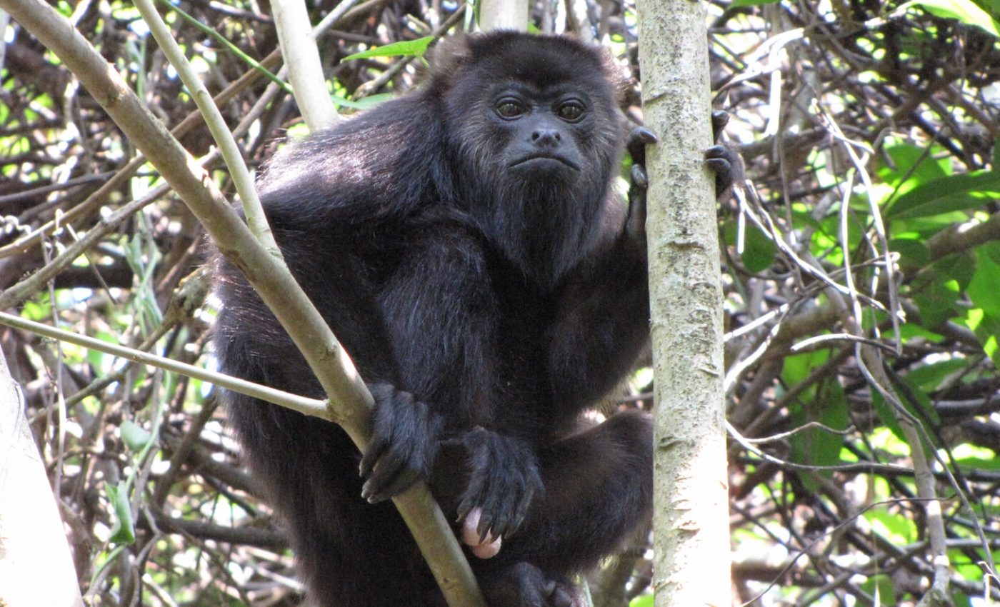 Hybrid howler monkeys provide insight into speciation
